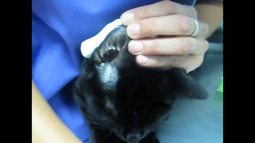 Gato Diabético Cómo medir glucosa en su oreja