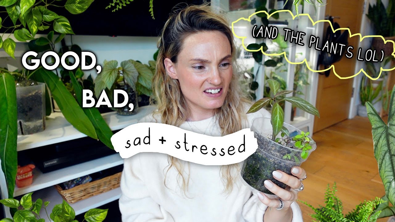 July Goodies (+ plants in a pickle) 🌿 UPDATES In My 300+ Plant Collection