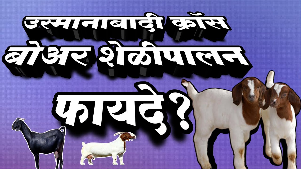 Boar cross osmanabadi sheli farm, बोअर क्रॉस उस्मानाबादी गोट फार्म भाग 1