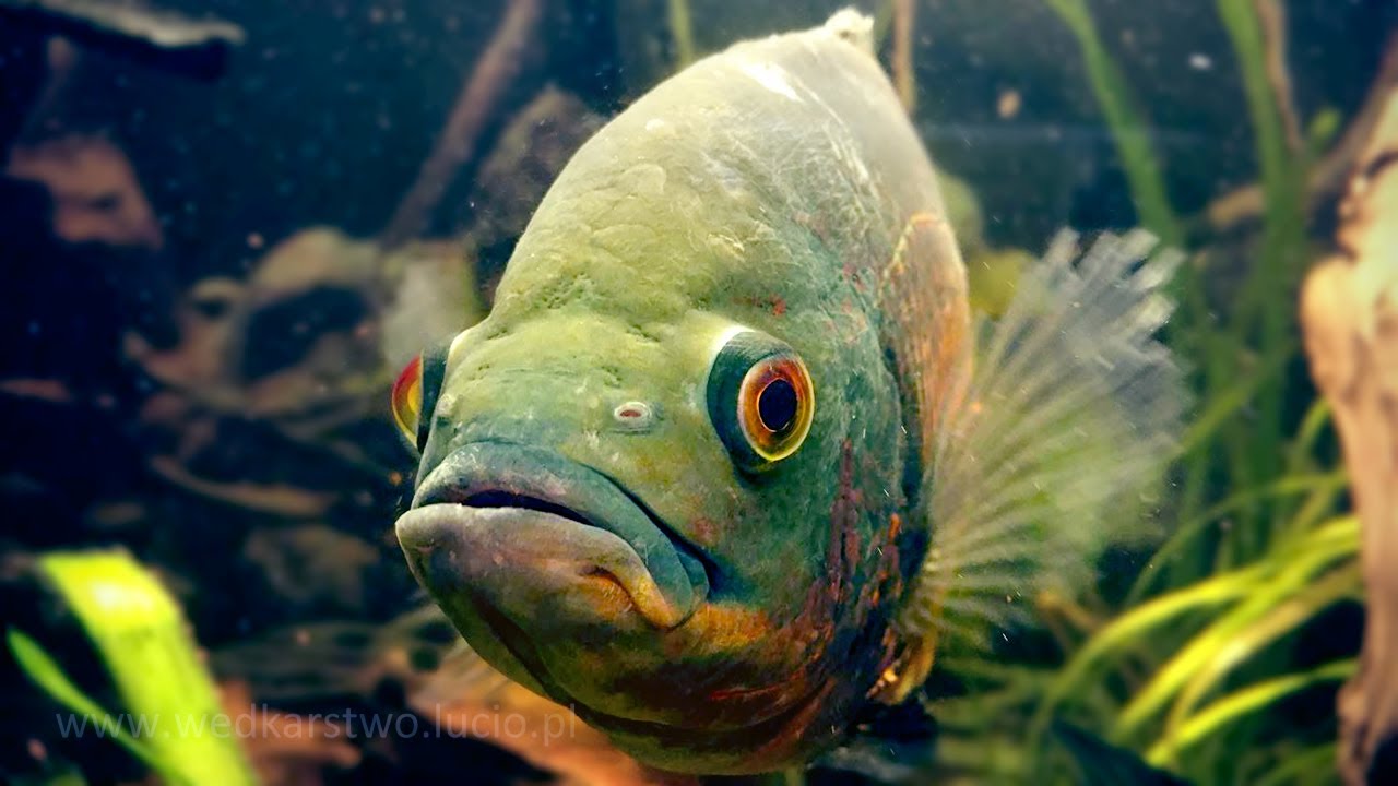 Pielęgnice pawiookie czyszczą kamienie w akwarium