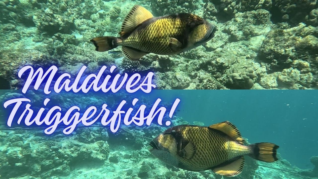 Maldives Underwater Paradise 🐠 Triggerfish & Reef Life | Bandos Island House Reef Snorkeling