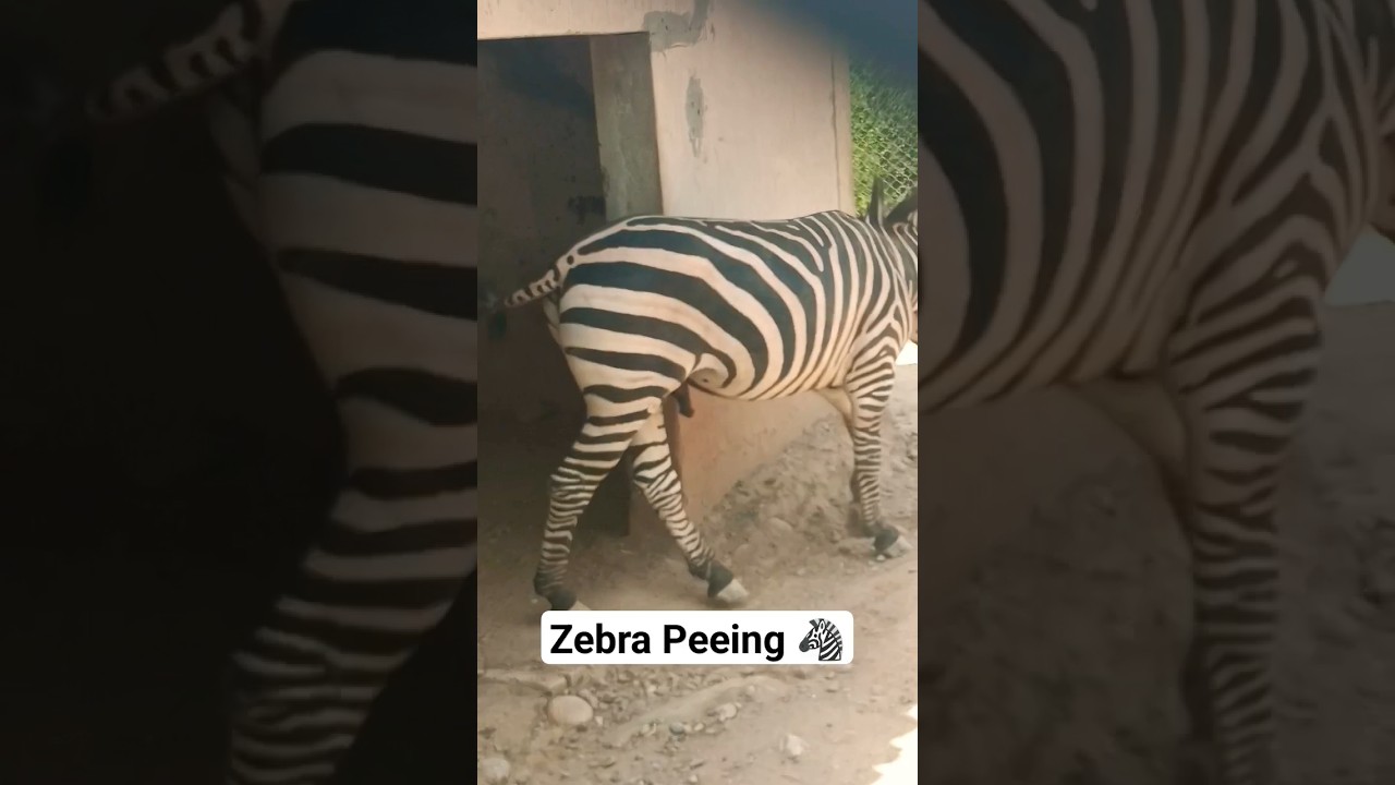 Zebra Peeing #zebra #shorts #ytshorts #viral