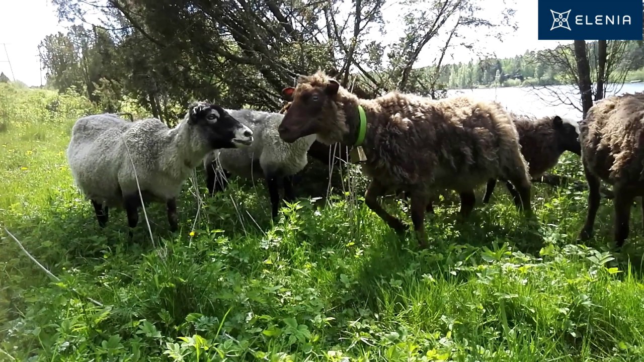 Lampaat kes&auml;t&ouml;ihin Luodon saareen