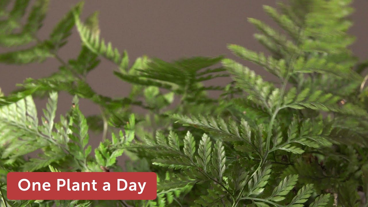 Davallia griffithiana (Rabbit's Foot Fern) Houseplant Care — 236 of 365