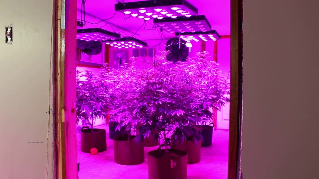 9000 Watt LED Bloom Room Day 14