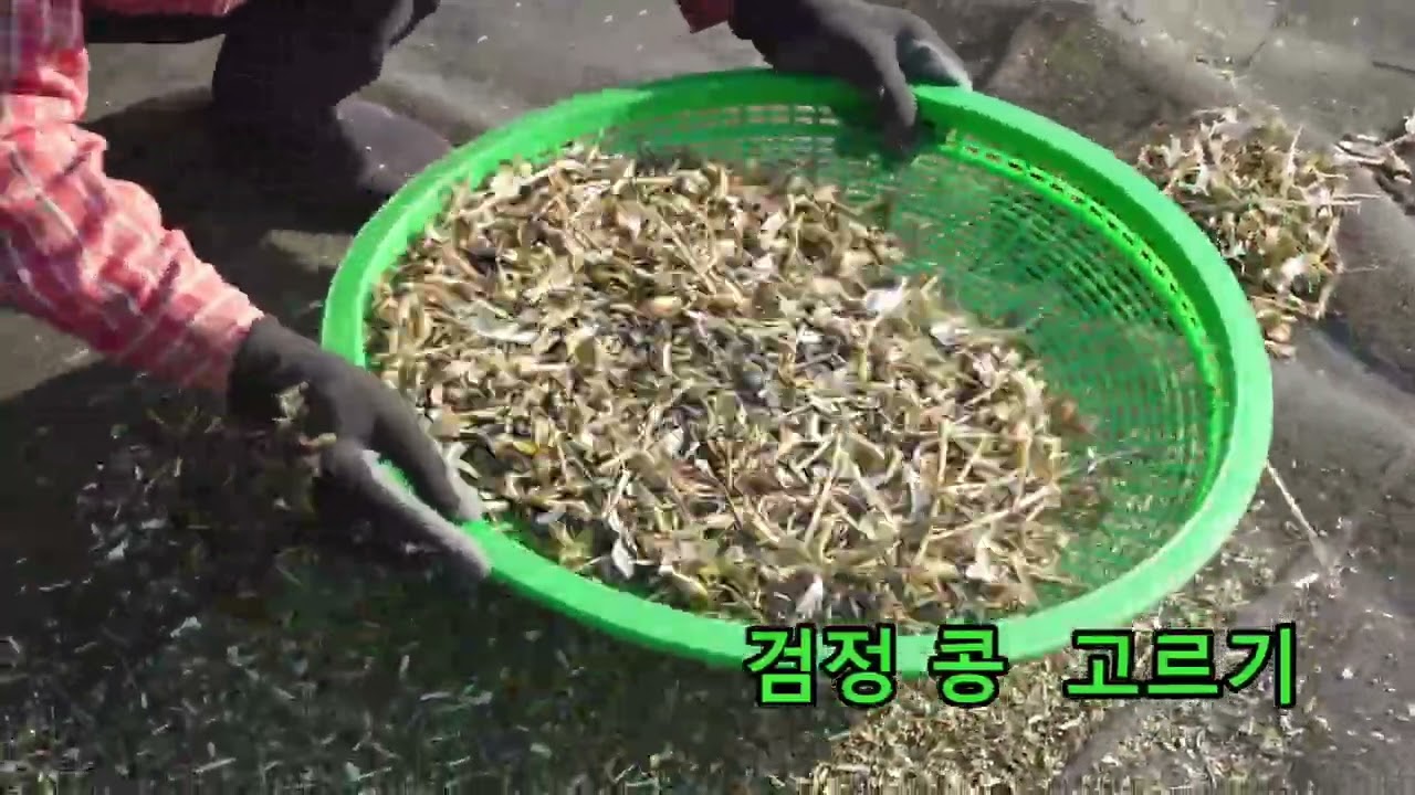 검정콩 타작하기