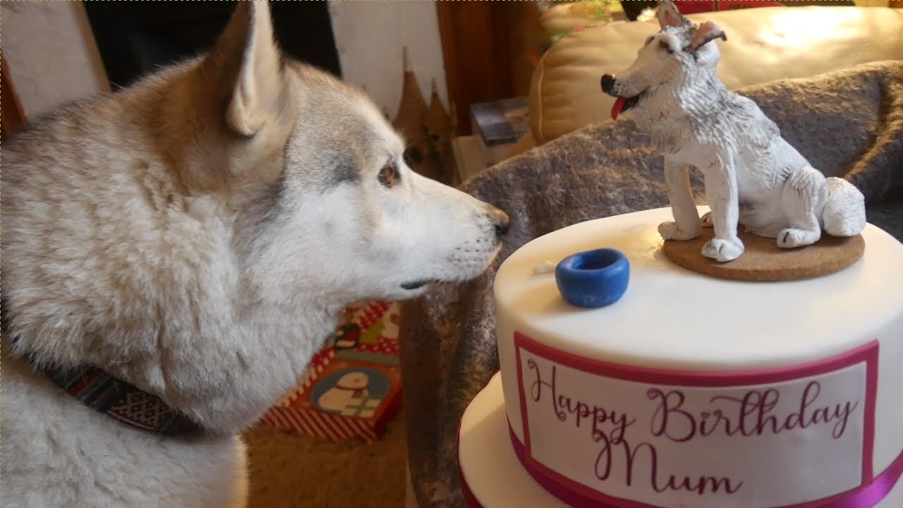 Dog got SPECIAL TREAT - Hoomums Birthday - SHERPA steals NOOKS  ball - and made Hoomum a cake