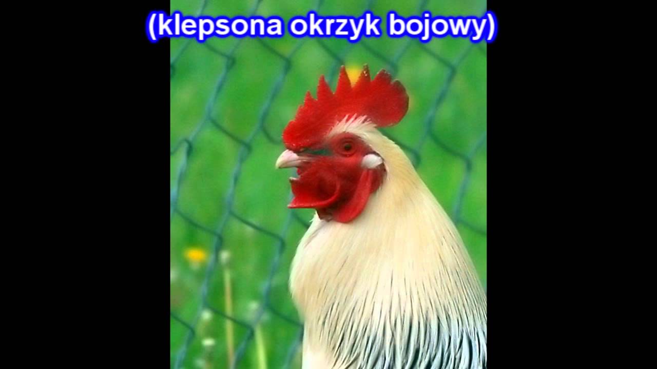 Magia Gry Z Randomami