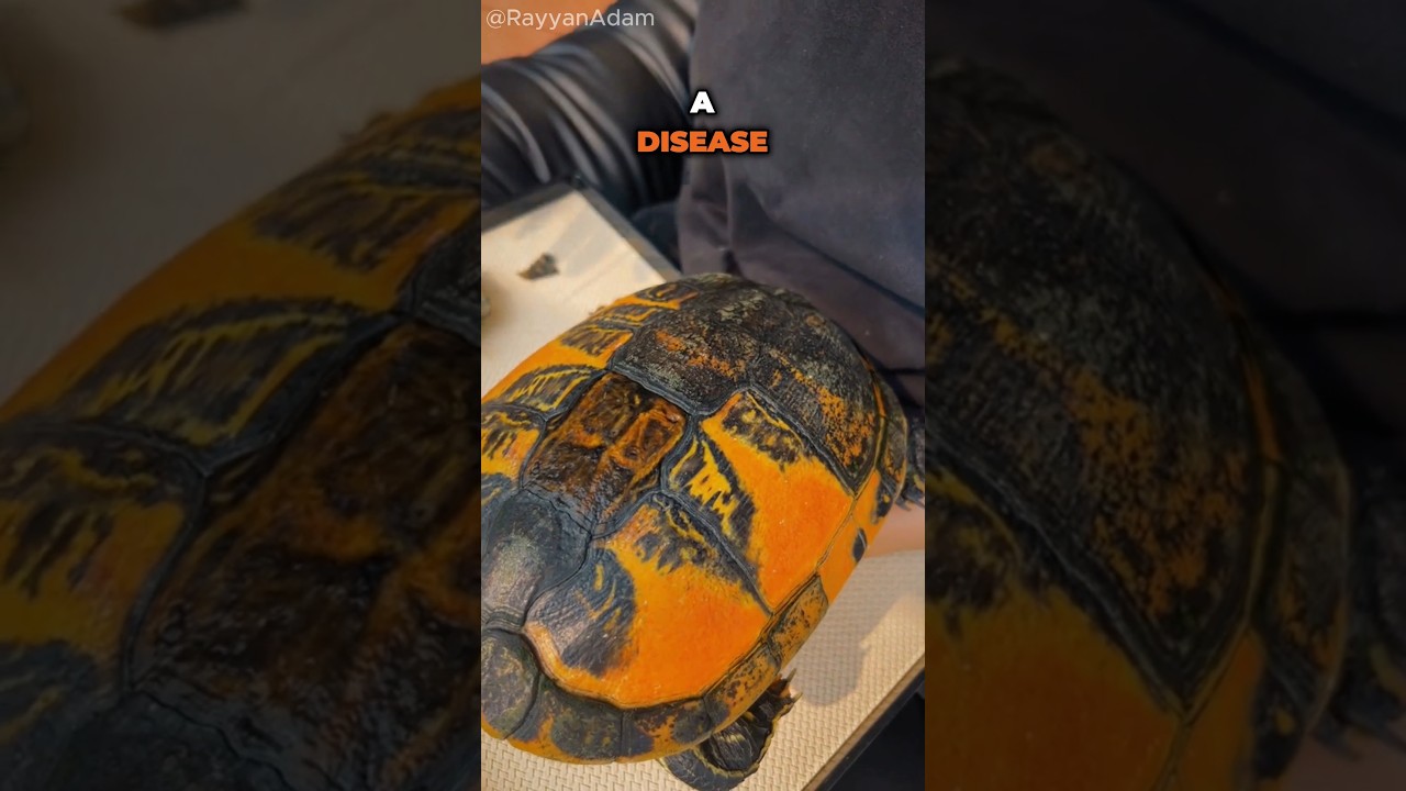 It Becomes The Most Beautiful Turtle Ever