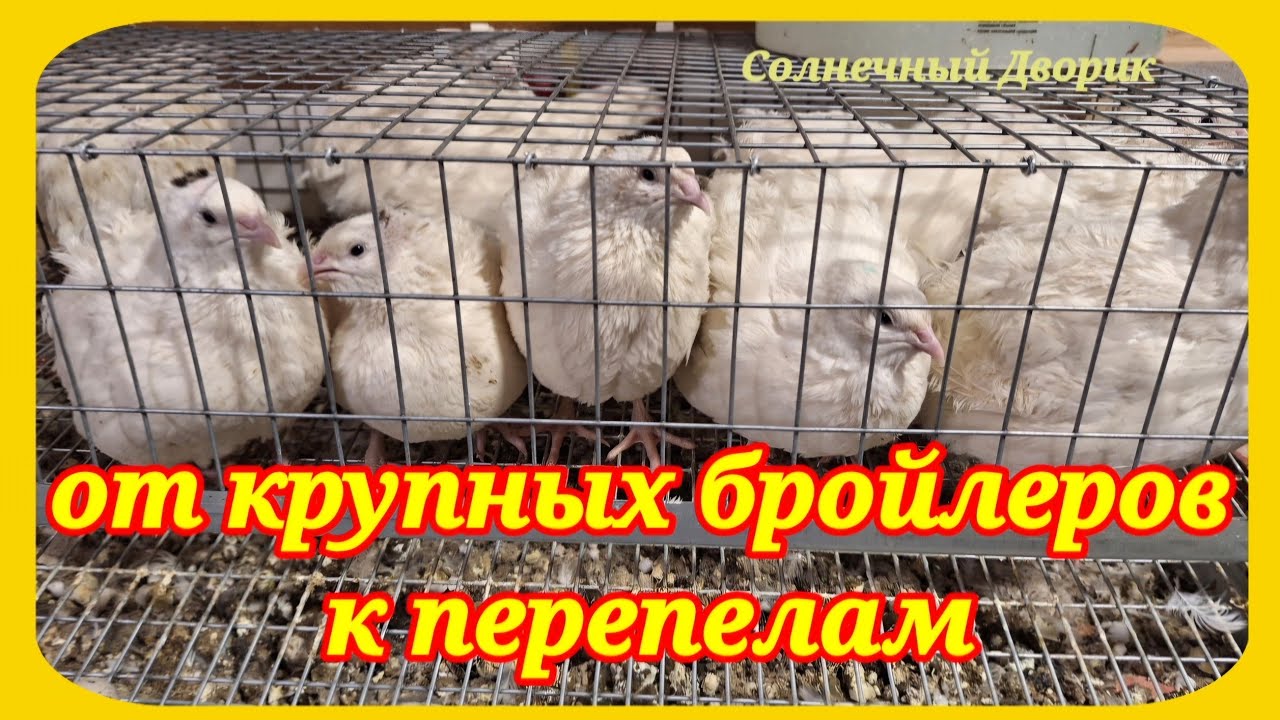 Первый опыт выращивания перепелов.