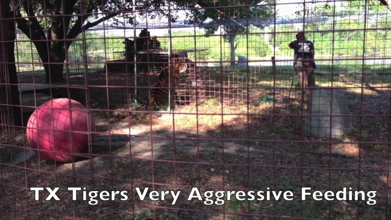 Tiger Feeding Time at Big Cat Rescue