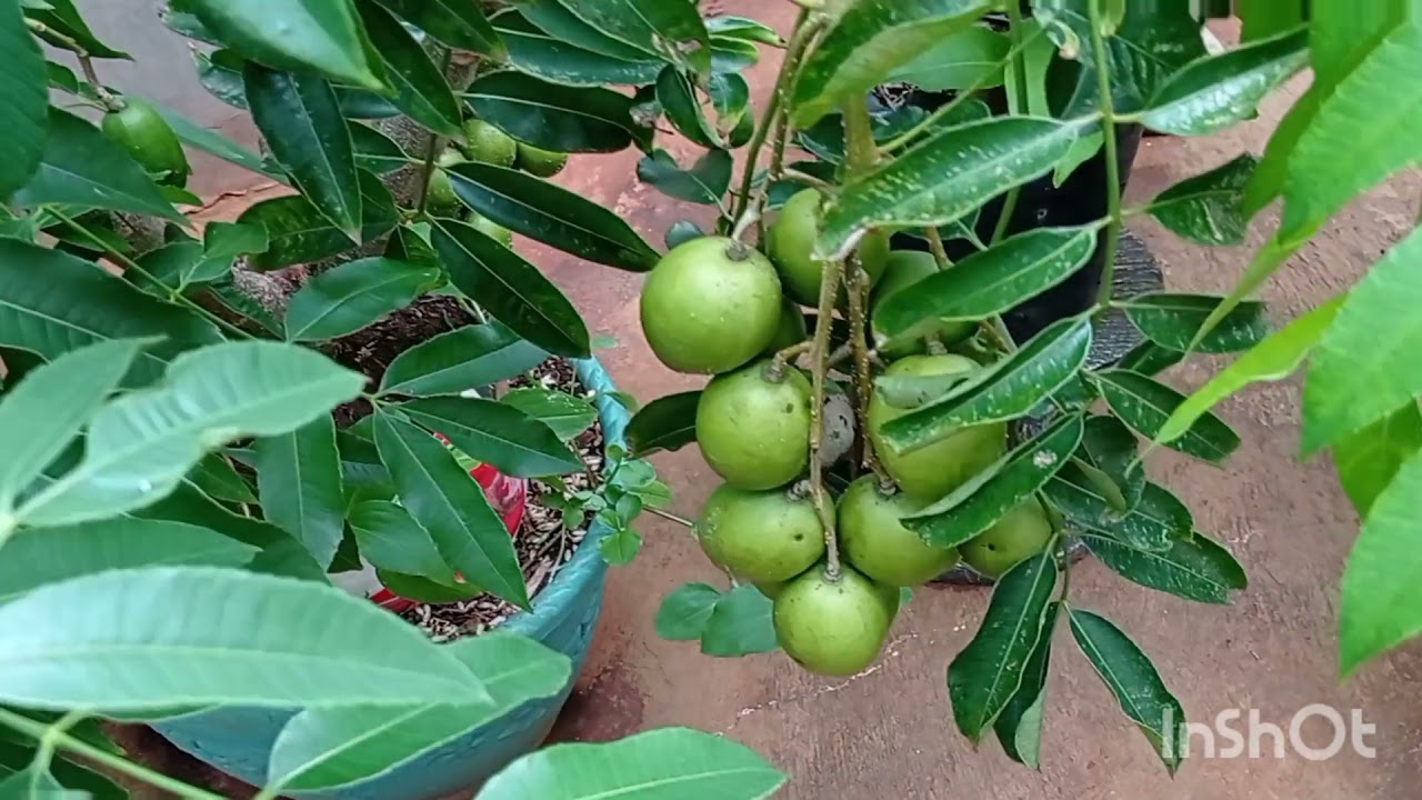 Awal musim hujan pruning & petik buah kedondong di pot/@Bang Gus tabulampot