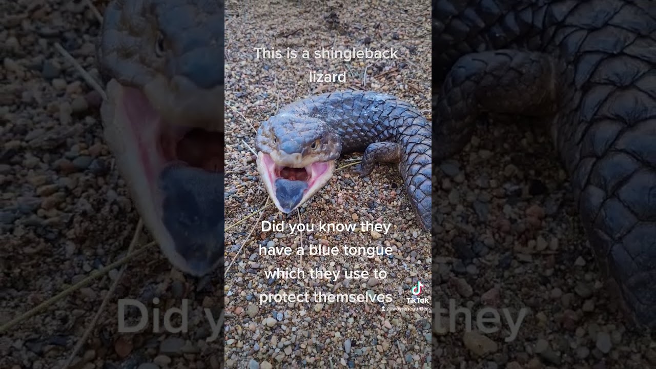 Shingleback lizard