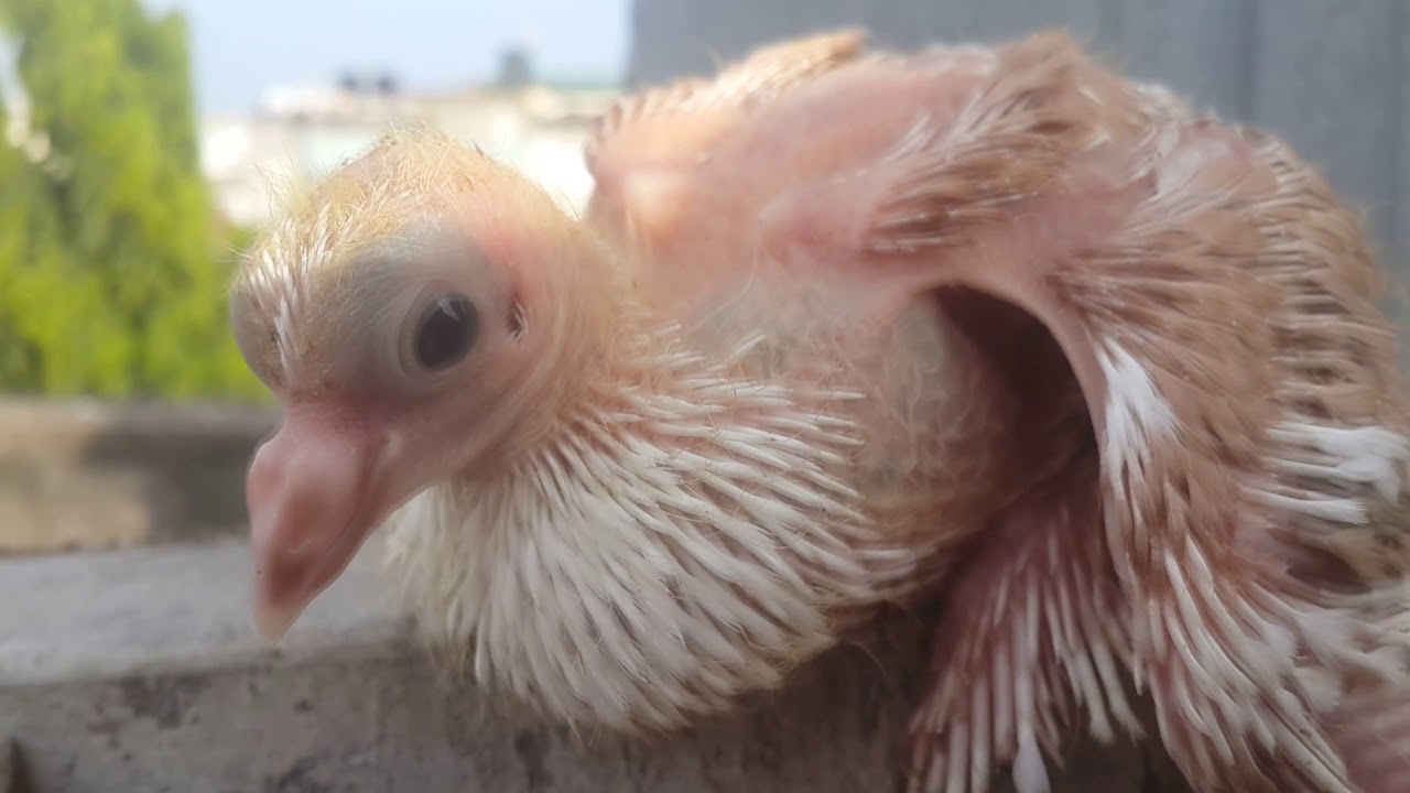 how many times you should clean your pigeon loft