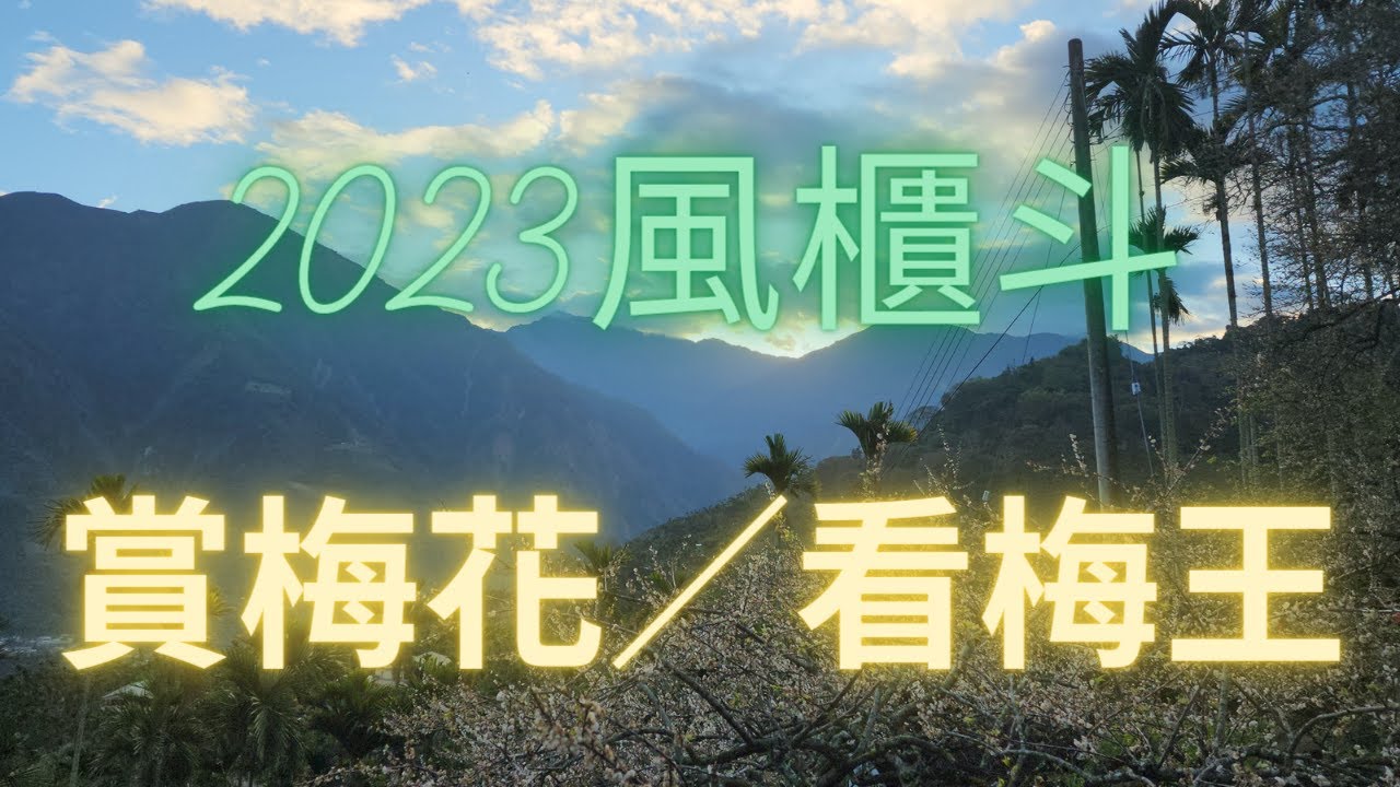 2023風櫃斗賞梅花看梅王，及銜接新中橫的路線介紹