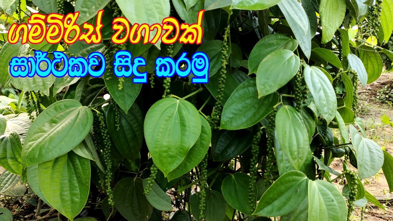 ගම්මිරිස් වගාවෙන් ජීවිතය ජයගමු  |  gammiris wagawa  |  black pepper sri lanka