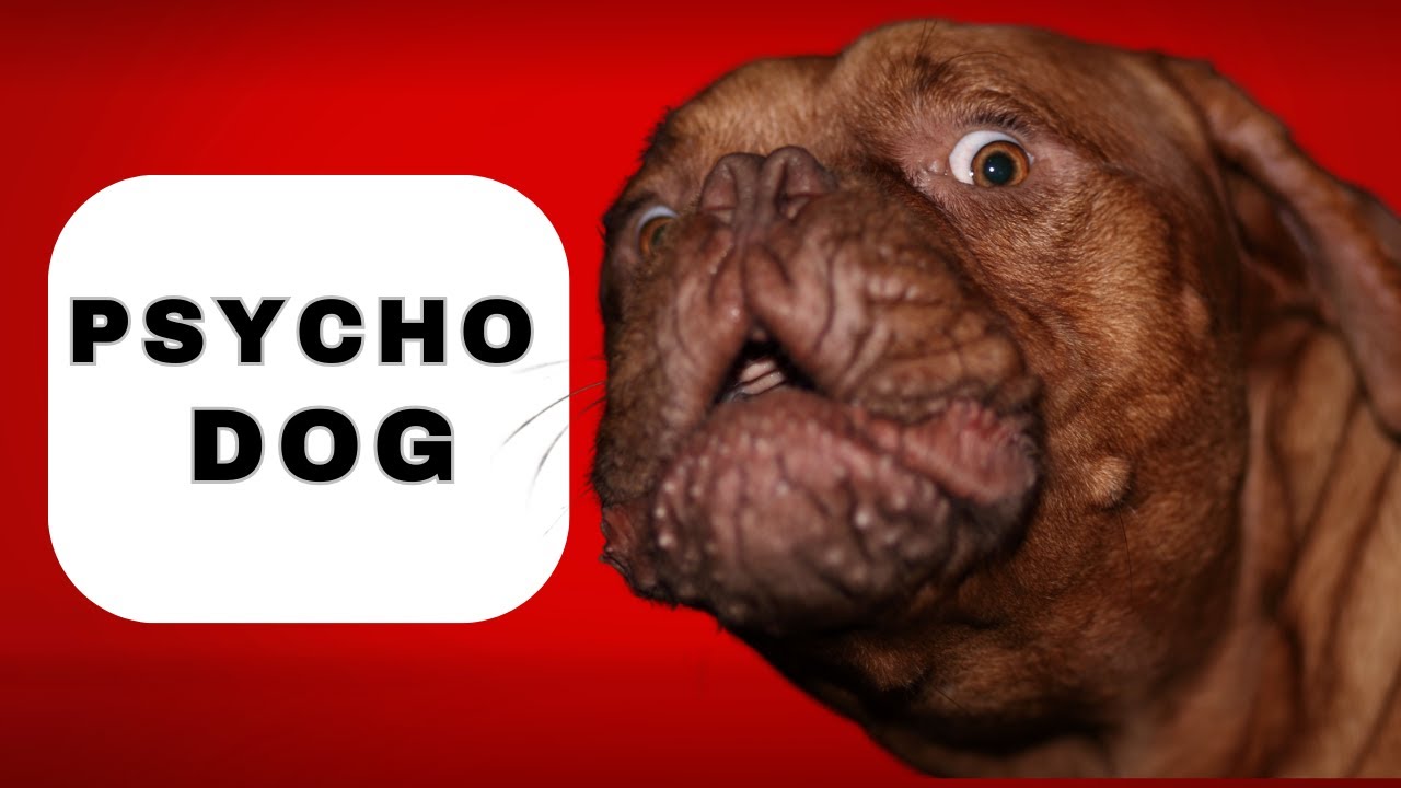 How to Train a Hyper Dog to Calm the F* Down