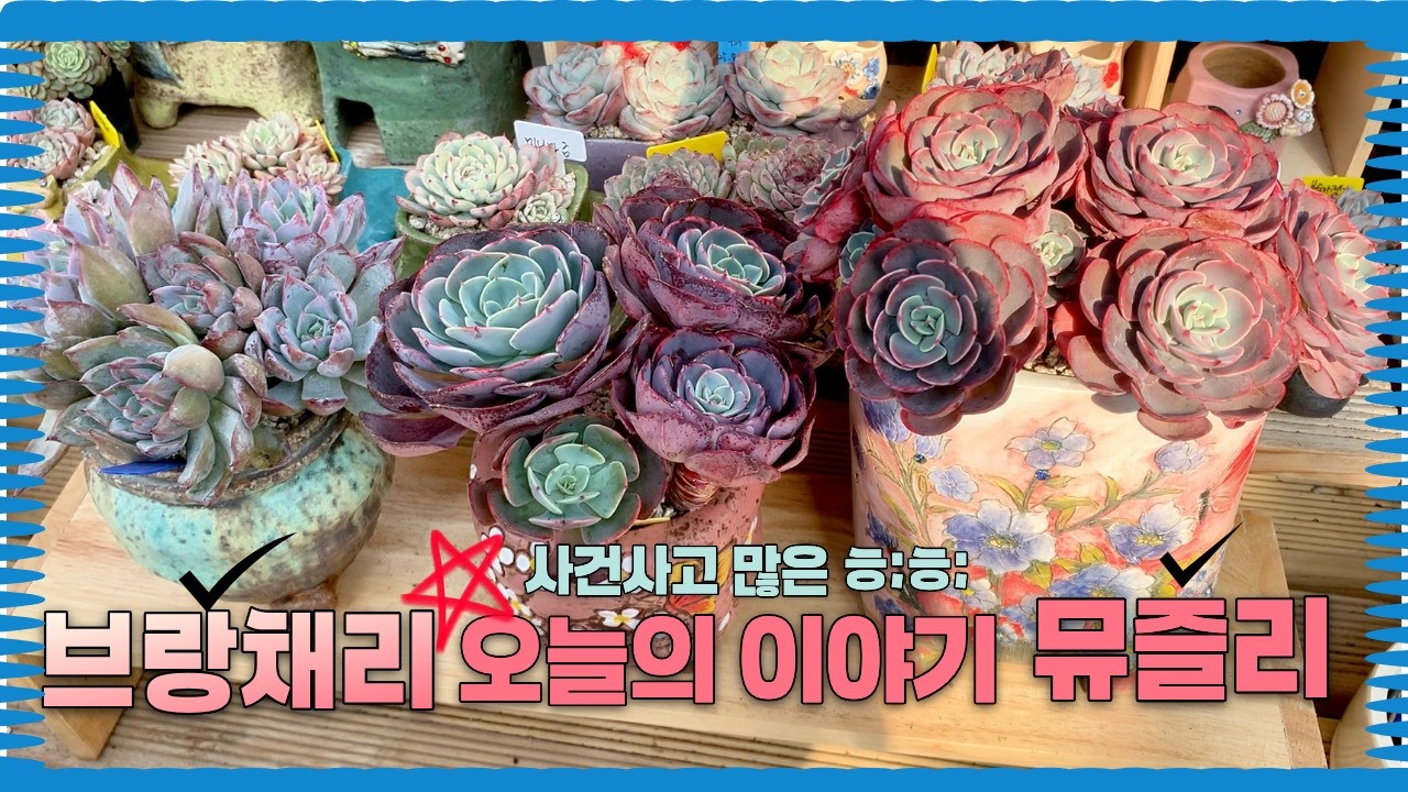 260303[다육식재] 브랑채리&뮤즐리 --분리불안은 아롬군만 있는게 아니다