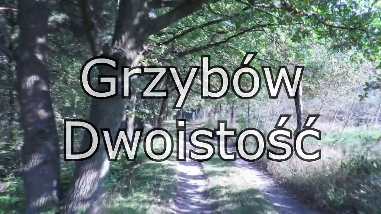 Grzybów dwoistość (Marcin Gąbka)