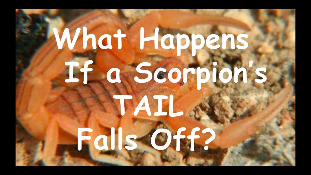 What happens if a scorpion's tail falls off?