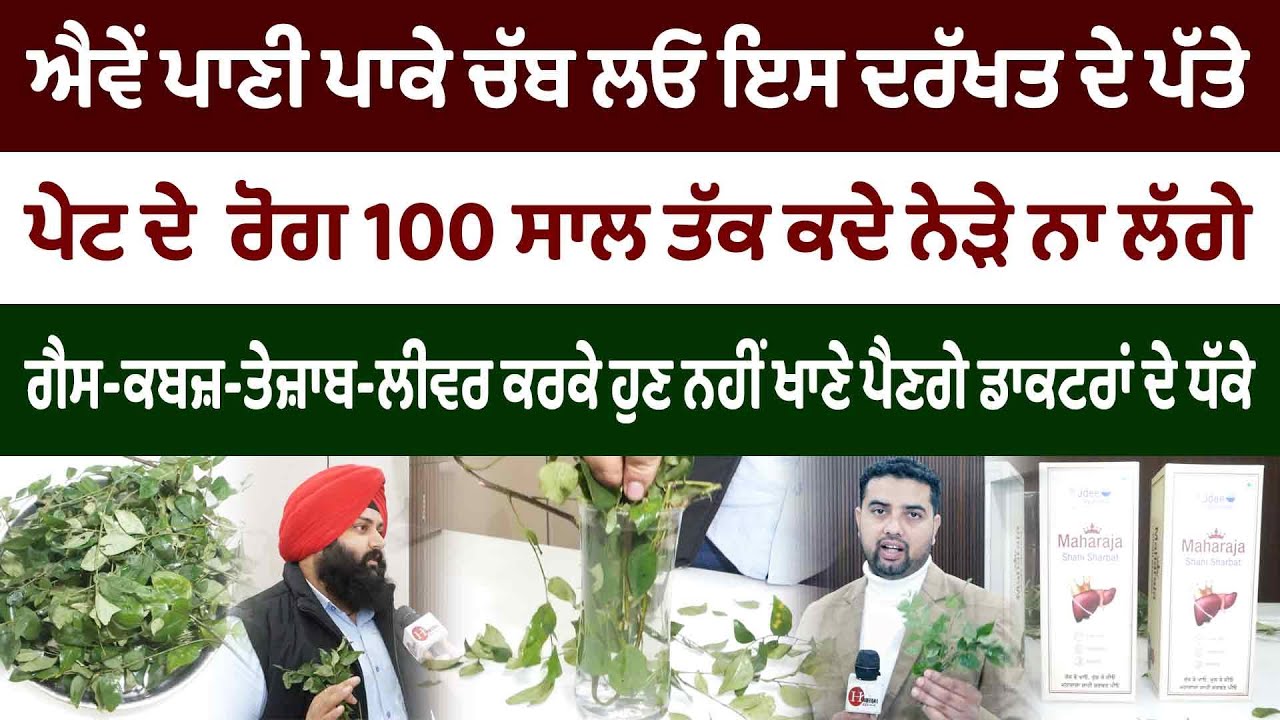 ਆਹ ਕਰਾਮਾਤੀ ਪੱਤੇ ਸਵੇਰੇ ਸਵੇਰੇ ਚਬਾਓ ਪੇਟ ਦੇ ਰੋਗ ਭੁੱਲ ਜਾਓ