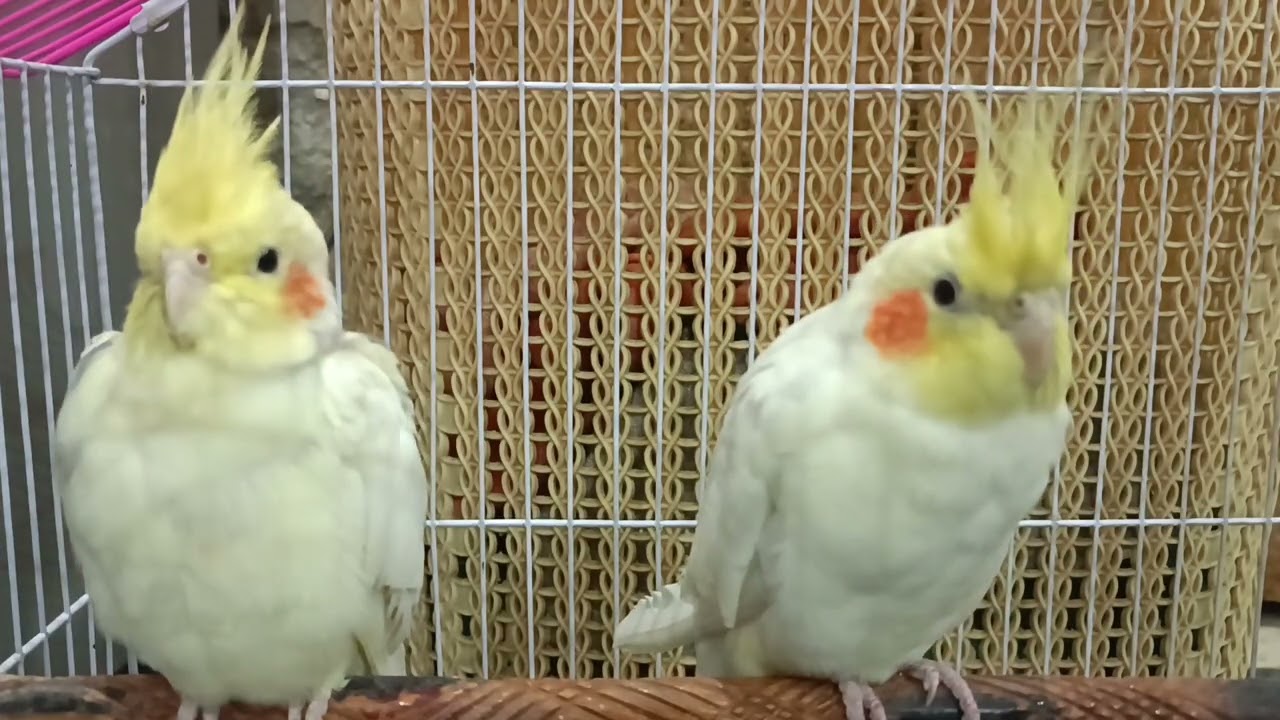 Love bird sleeping mood
