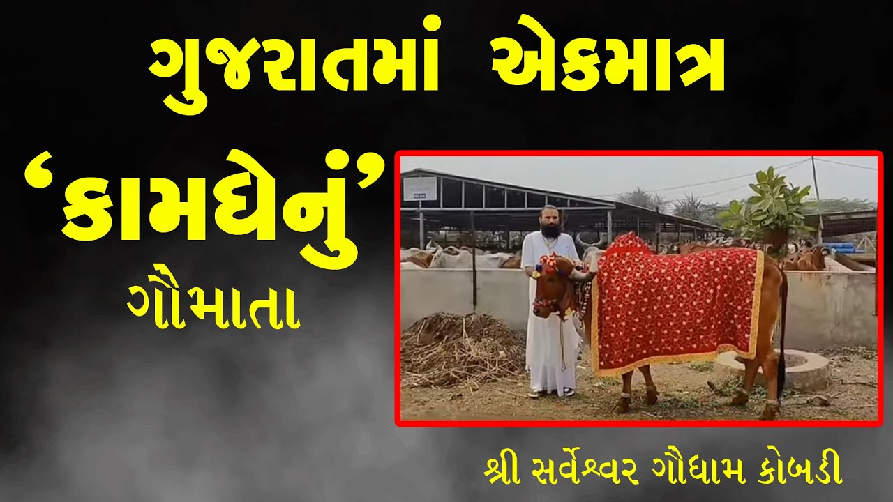 ગુજરાતમાં એકમાત્ર 