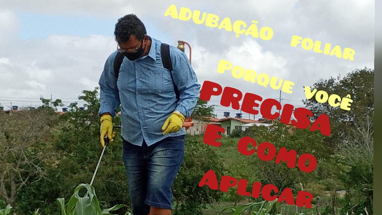 Adubação foliar para milho, COMO FUNCIONA?     Parte 1