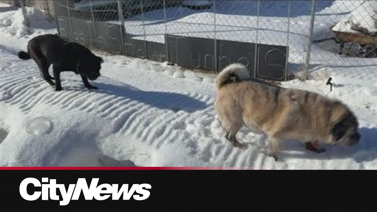 Winnipeg pug enthusiast continues snow maze tradition
