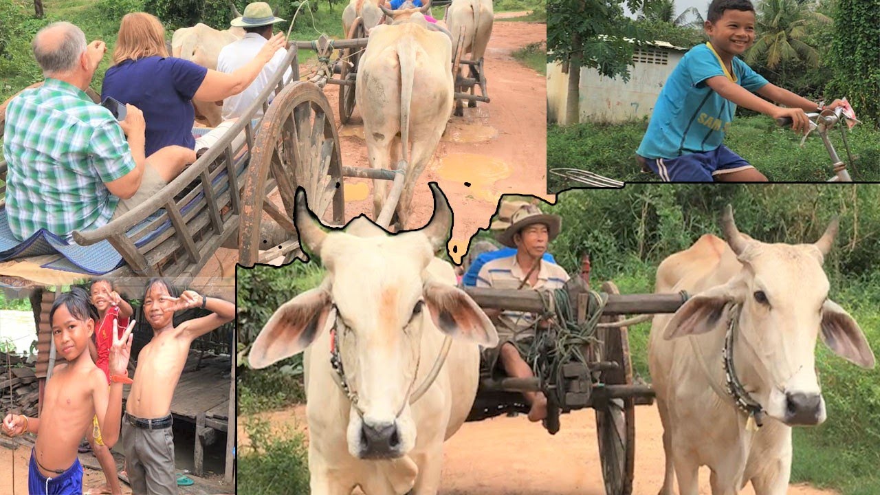 Amazing Tour On Oxen Cart To  Visit Local Village| Cambodia Wonders