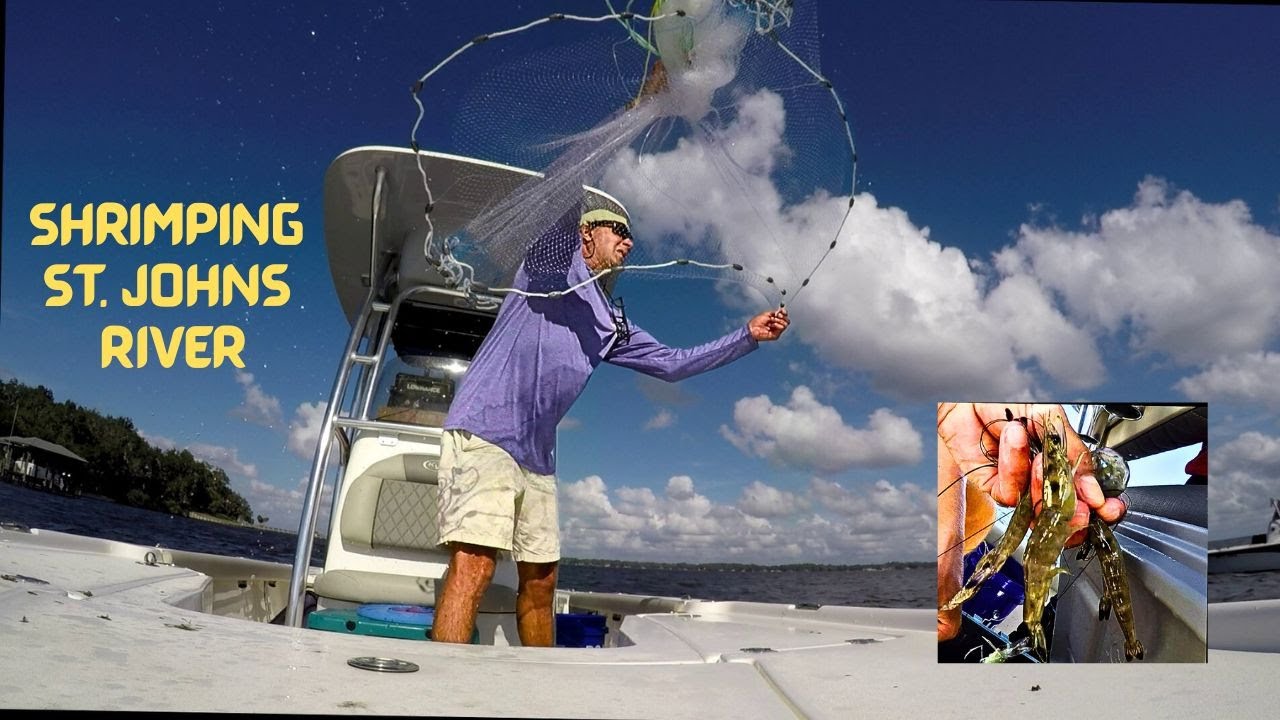Shrimping | Cast Netting | St. Johns River | Jacksonville FL