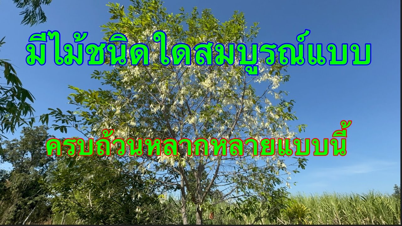 พะยอม-คุณสมบัติที่ล้ำเลิศให้ฉายาว่าราชินีแห่งไม้
