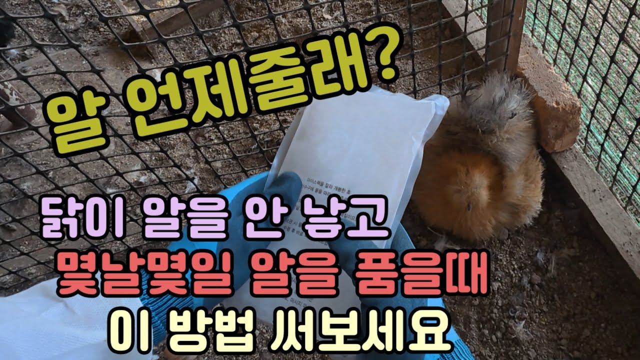 닭이 몇날몇일 알을 품고 알을 안주면 답답하죠? 이방법 써보세요#닭키우기#닭