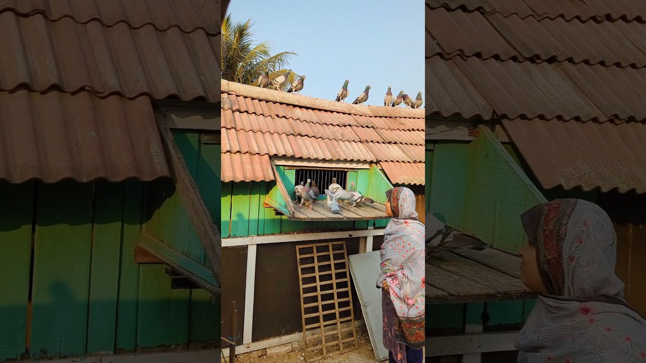 Racing pigeons amazing entry #pigeons #racingpigeon #racingbirds #pigeonloft