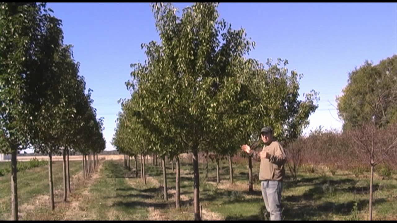 Ornamental Pear Trees