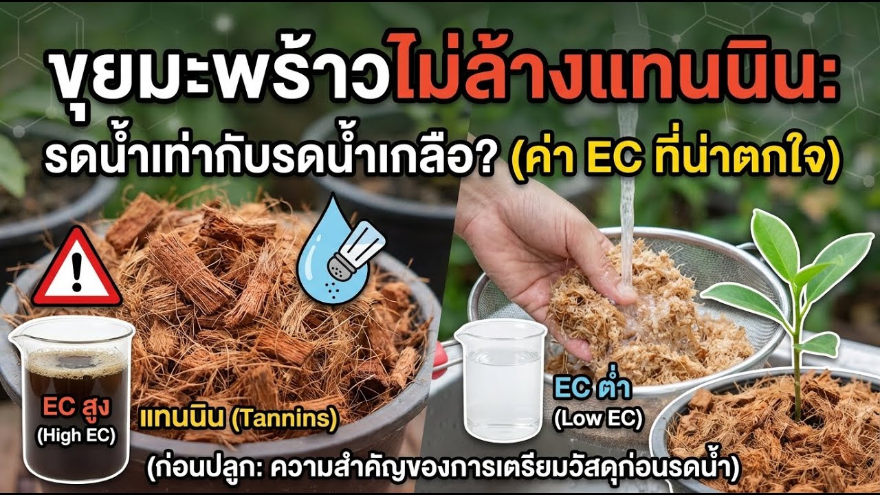 ระวัง! รดน้ำที่เดิมซ้ำๆ ทำรากเหี่ยวเพราะช่องทางน้ำใต้ดิน