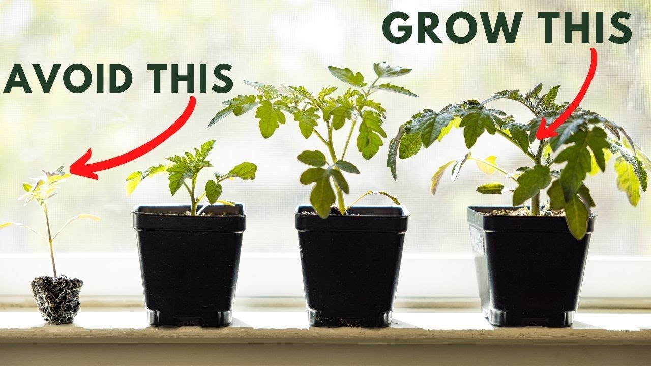 When to Pot Up (Repot) and Transplant Tomato Seedlings