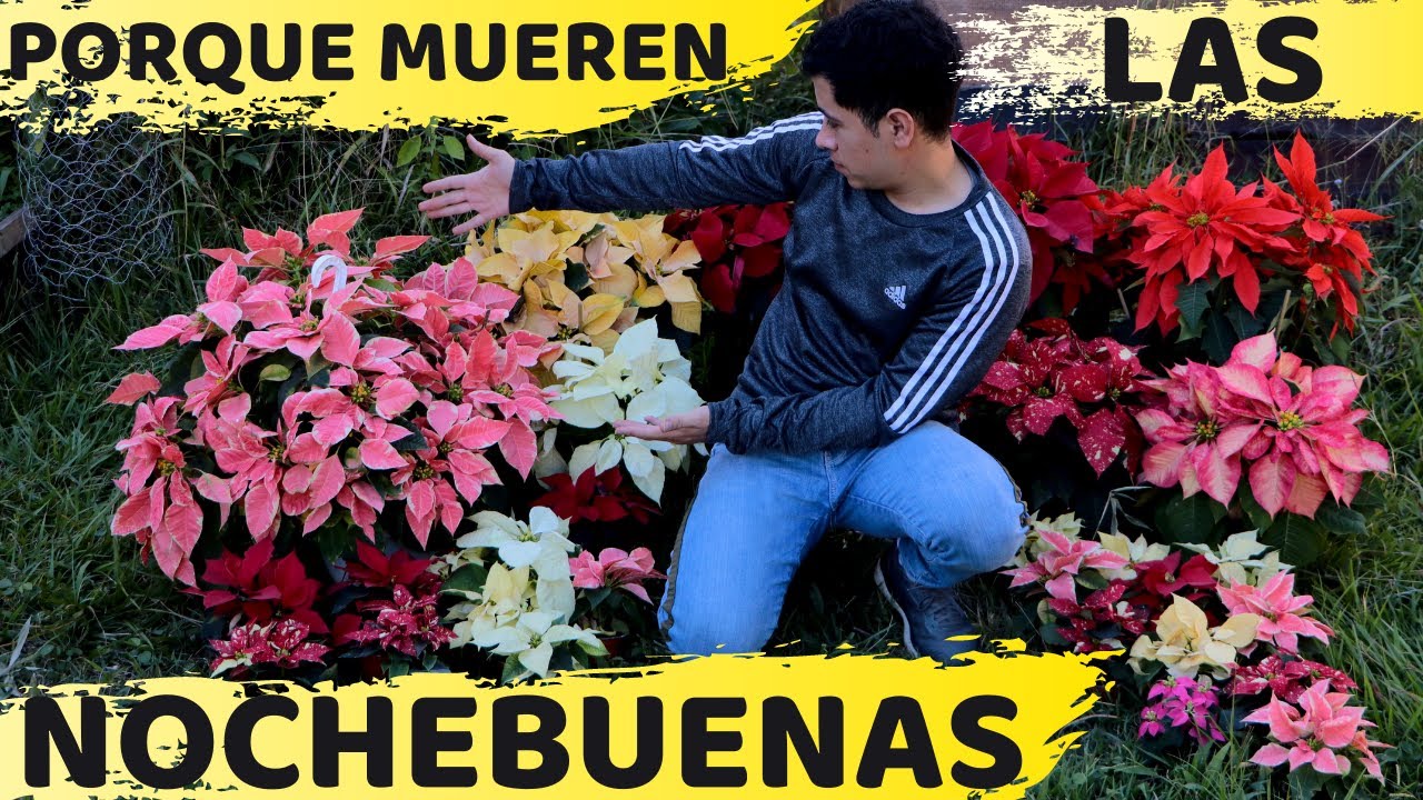 PORQUE SE MUEREN LAS NOCHEBUENAS?  || FLOR DE PASCUA || HUERTO CITADINO