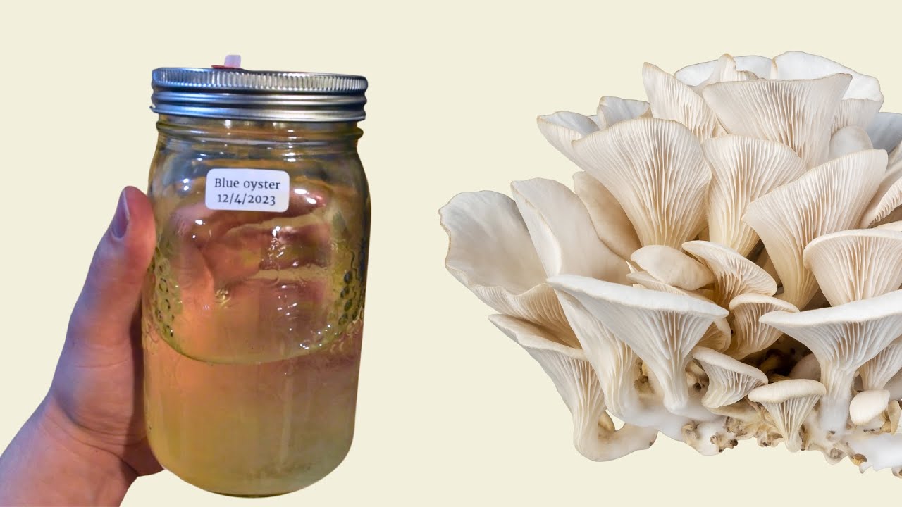 How To Make Liquid Culture For Growing Mushrooms