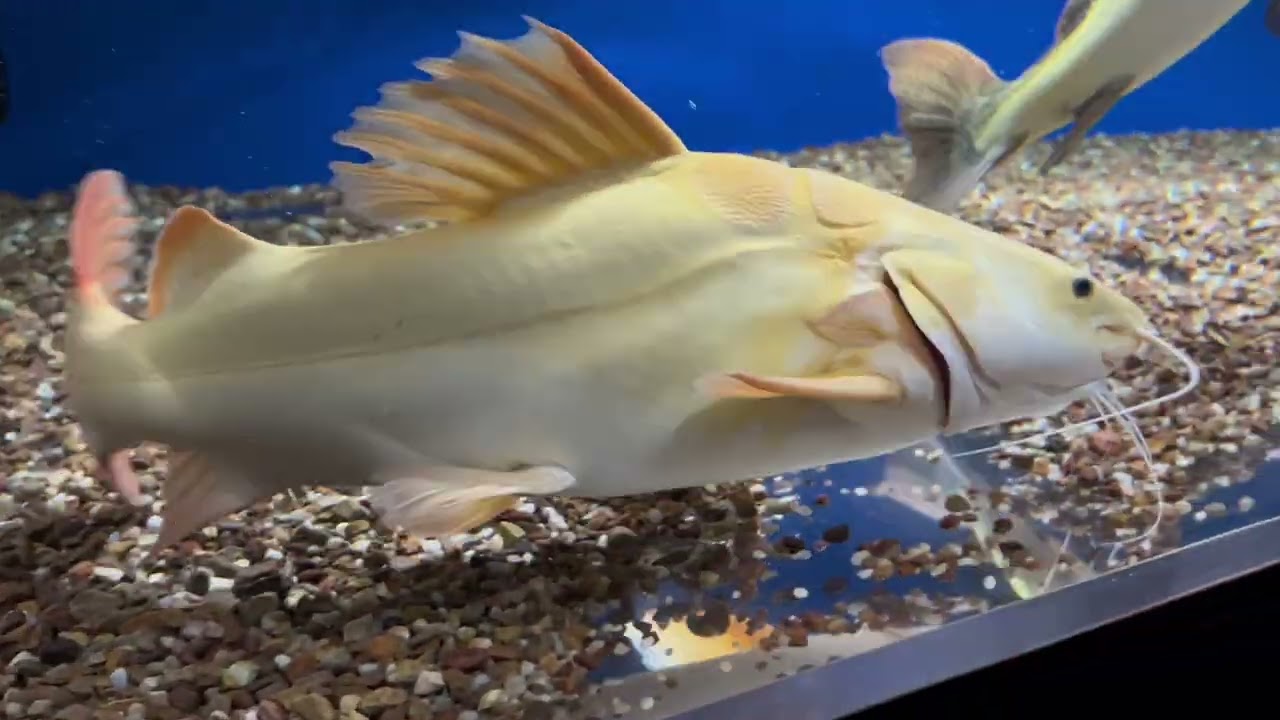 Massive fish feeding in a 600 gallon tank huge phantom redtail huge black arowana plus more
