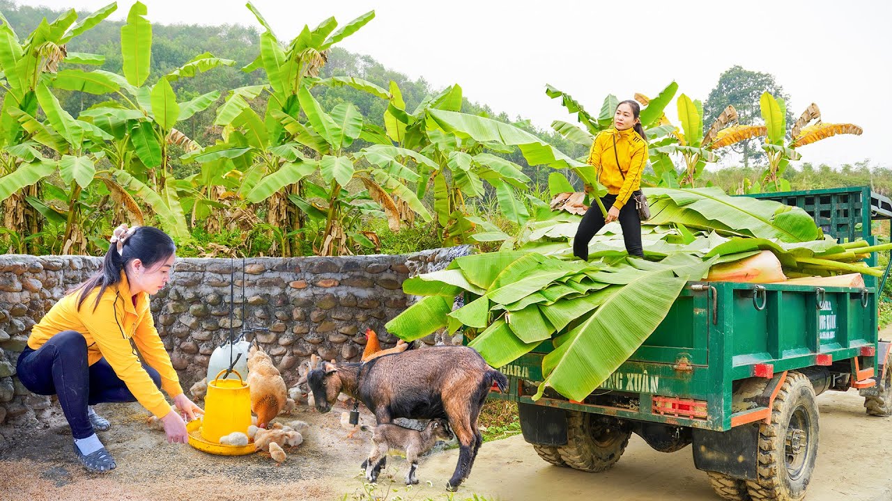 Use Truck Go To Buy Corn, Livestock Feed To Make Food For Pigs, Chickens, and Goats | Daily Farm