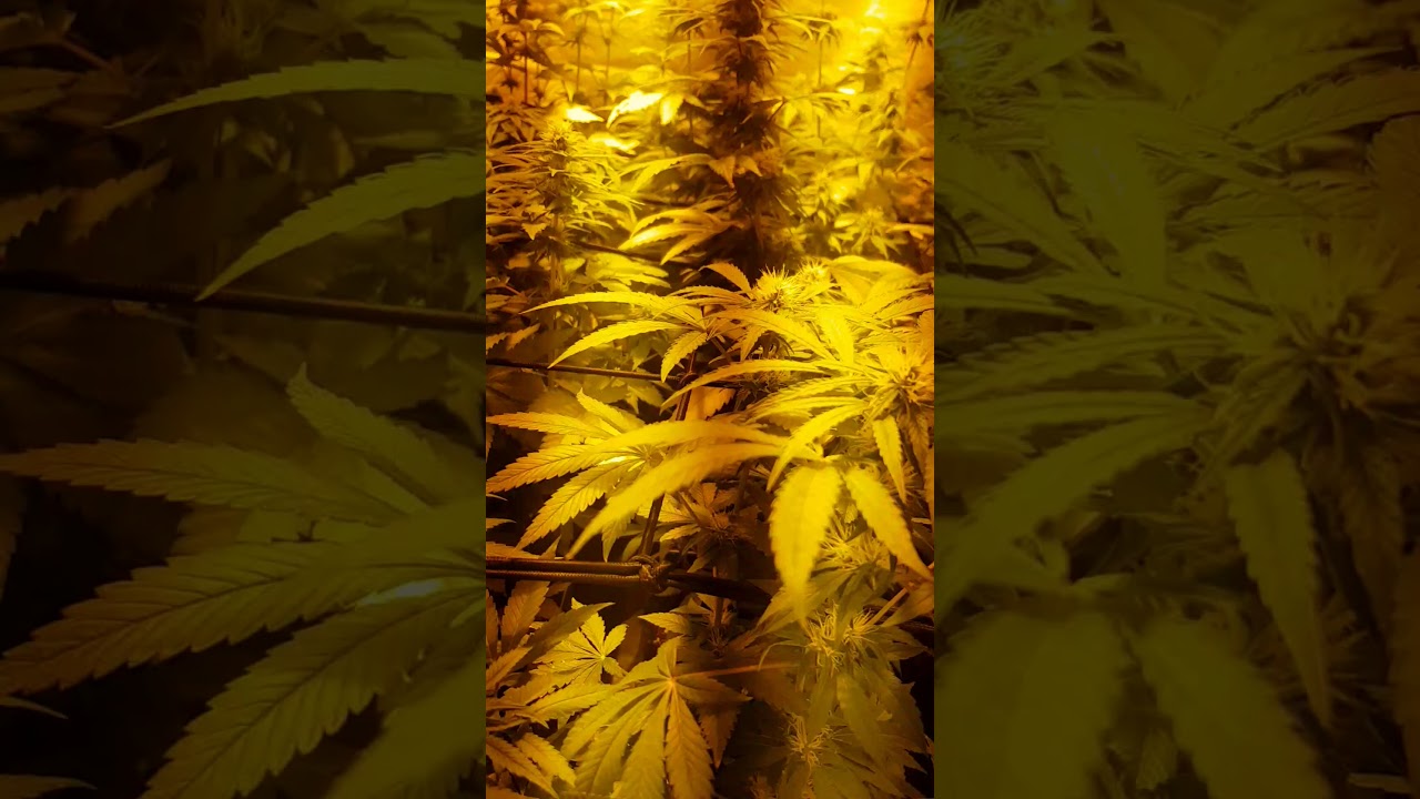 quick update  (chosterweed) High level growing  (sensi skunk) + skunk #1