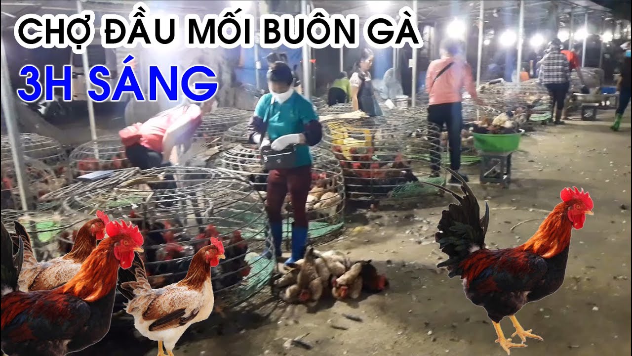 Chợ đầu mối bu&ocirc;n g&agrave;, l&uacute;c 3h s&aacute;ng v&agrave;o nội th&agrave;nh H&agrave; Nội | Chợ g&agrave; Tốt Động | Lam Sơn TV