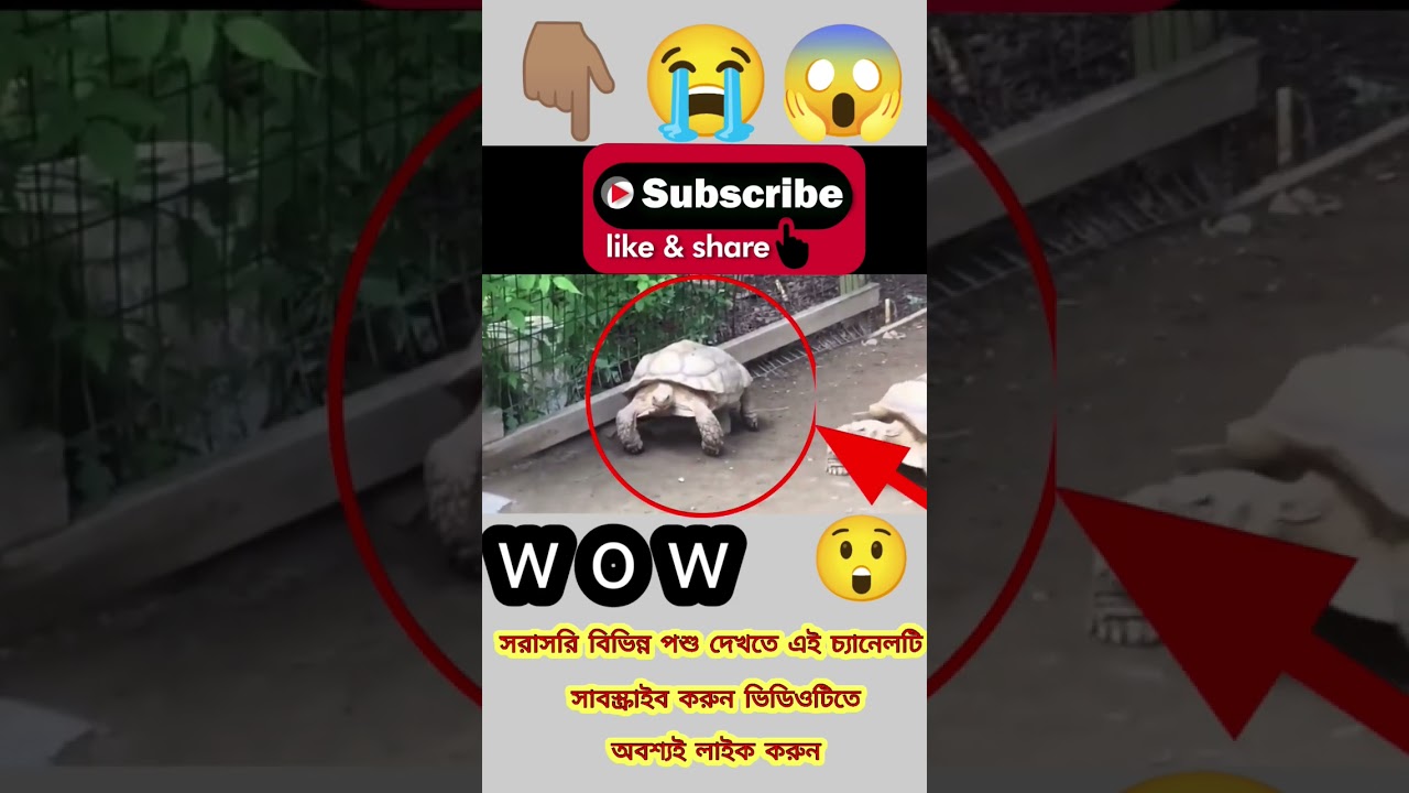 A stuck tortoise gets a little help from his friend👆🏽😱😲