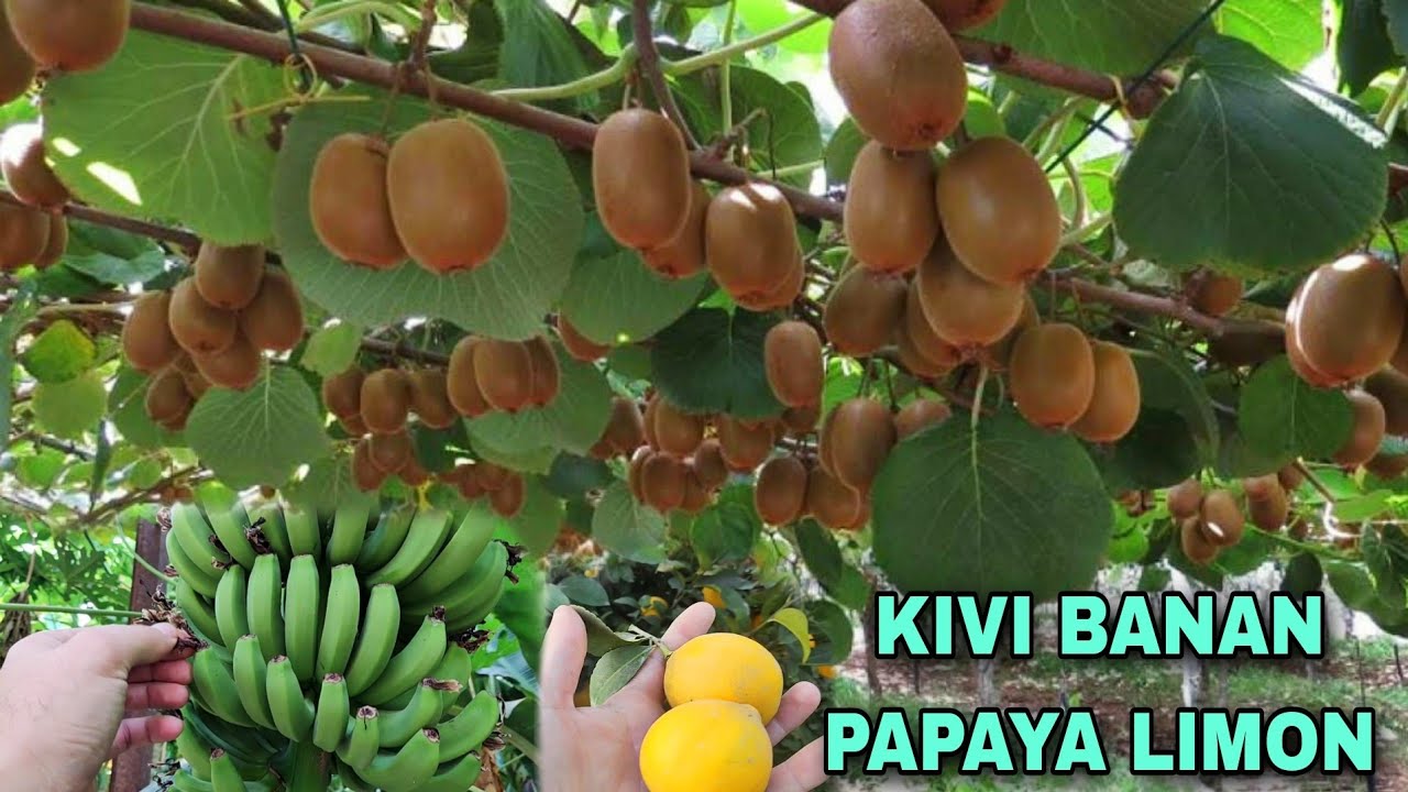 КИВИ КУЧАТЛАРИ ВА СИТРУС КУЧАТЛАР ☎️916203503 KIVI KO'CHATLARI VA SITRUS BANAN LIMON MANGO KO'CHATI