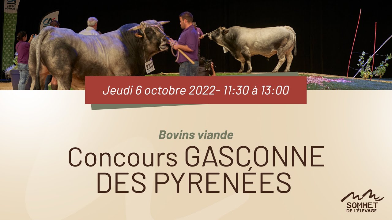Sommet de l'élevage 2022 - Concours GASCONNE DES PYRENNEES - 06/10/2022