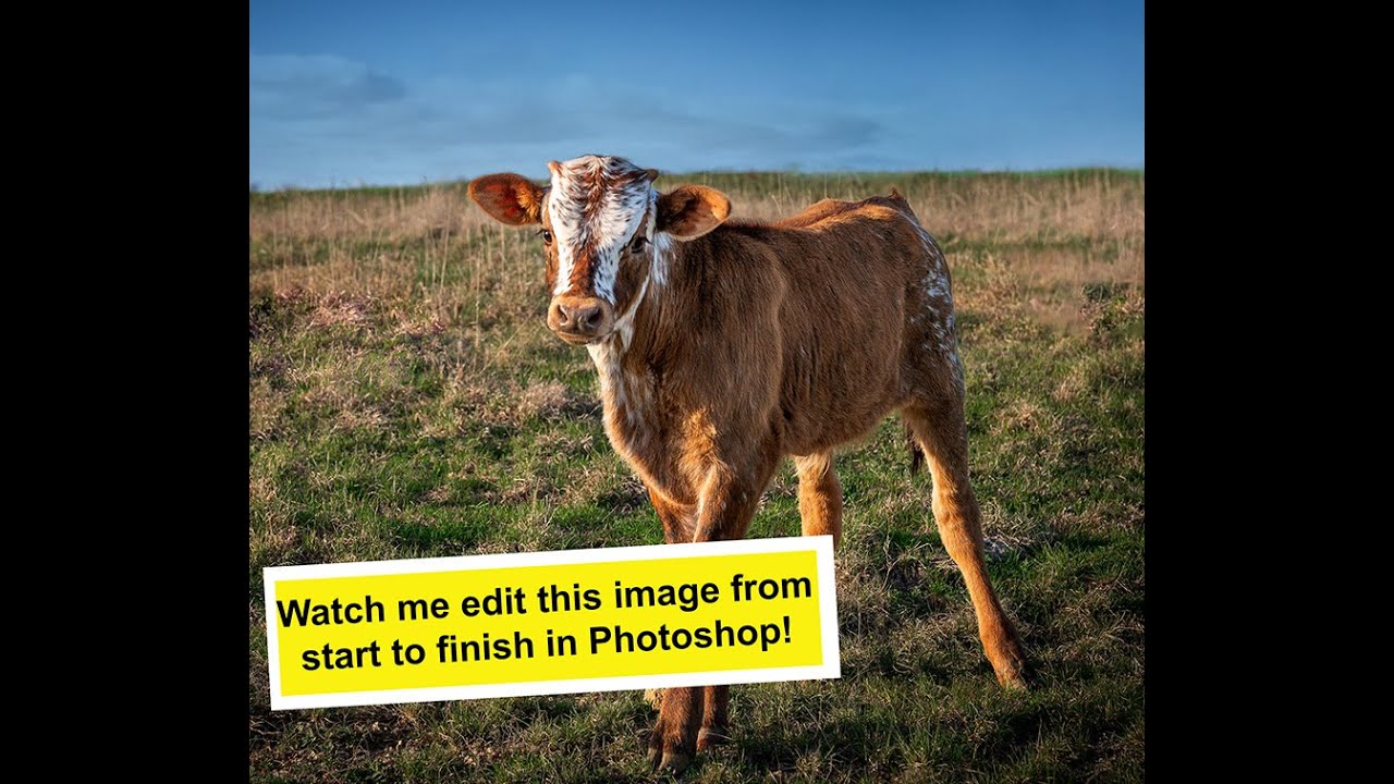 Calf Editing