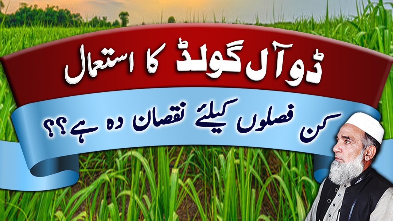Dual gold is harmful for these crops | Crop Reformer
