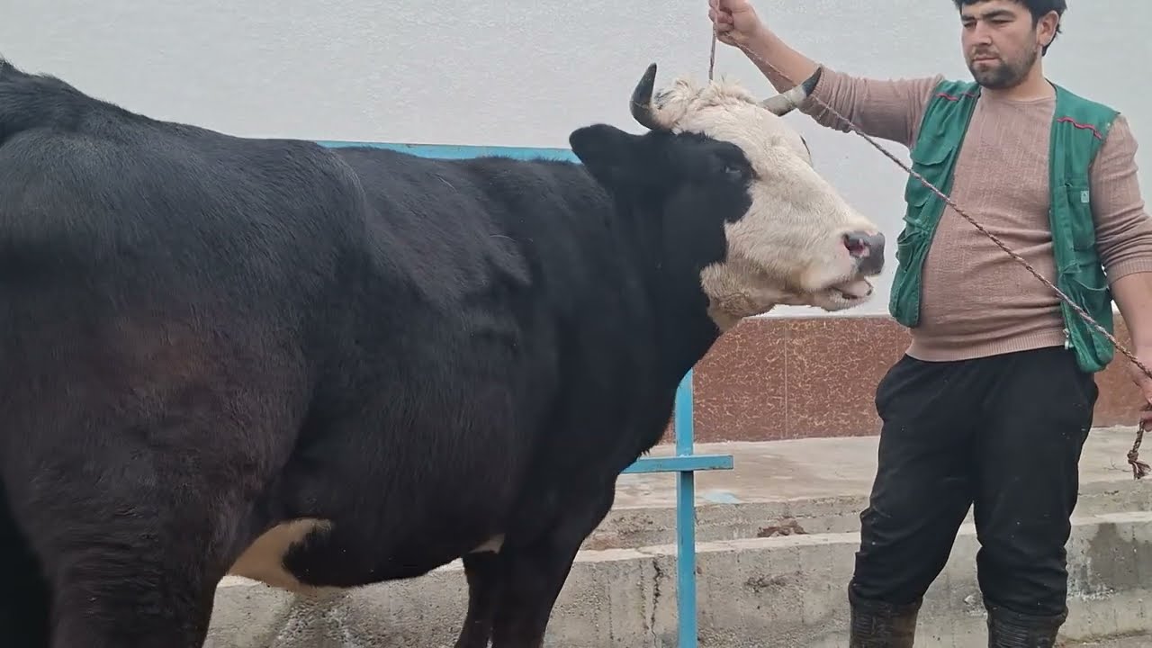 985940027ватсаб 2 САР МОЛХОИ БУГУЗИ ЭЛИТА 1 САР ОЧА БАЧА ТО 15 👈ЛИТИР ШИР