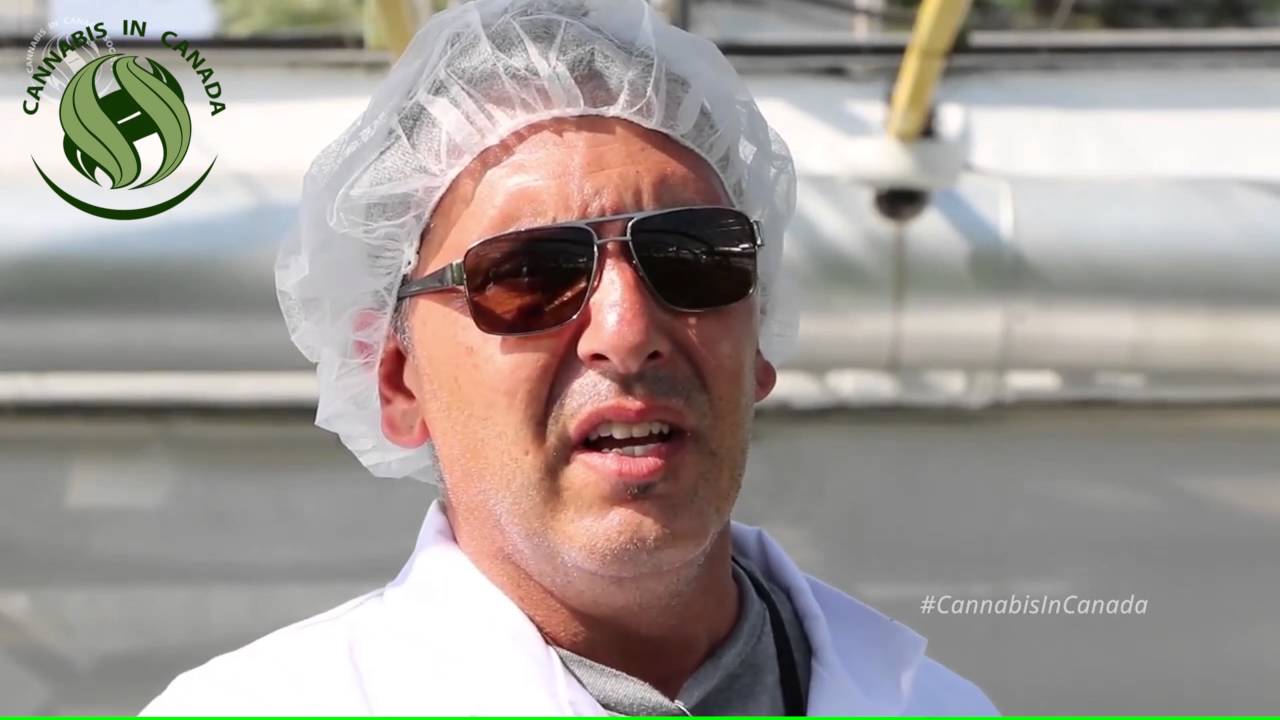 Part 2 Largest Grow ever on Cannabis in Canada